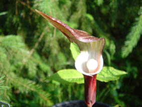 Arisaema sikokianum